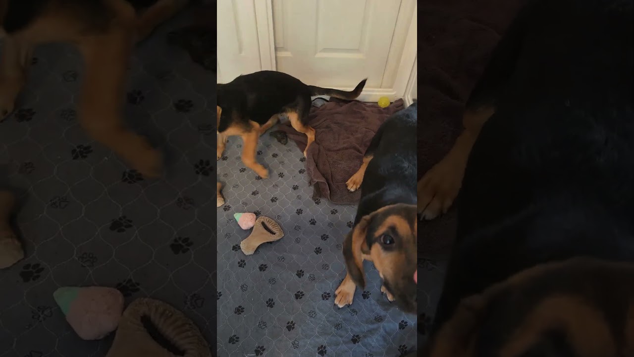Enlarge Wisp, a Adoptable mixed breed in Blairstown, NJ video 3/4