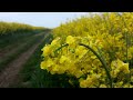 Caressed by the Wind - Tom Barabas - Piano
