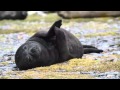 Baby elephant seal clapping hands Grytviken