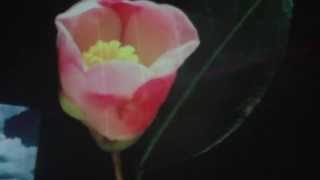 NWM2013/SPRING BREAK present "Planetarium Krautrock: a Multimedia Audio Visual Timeline"