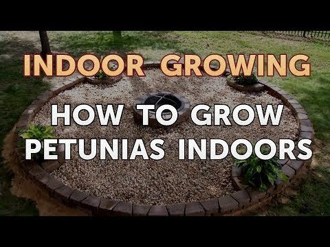 How to Regrow a Broken Aloe Leaf