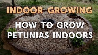 How to Grow Petunias Indoors