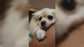 Father & Daughter 🐶 Dance?