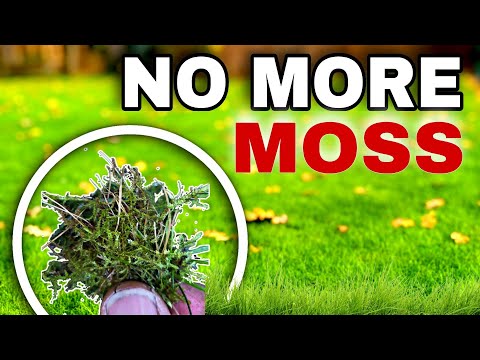 image-Will lime get rid of moss?