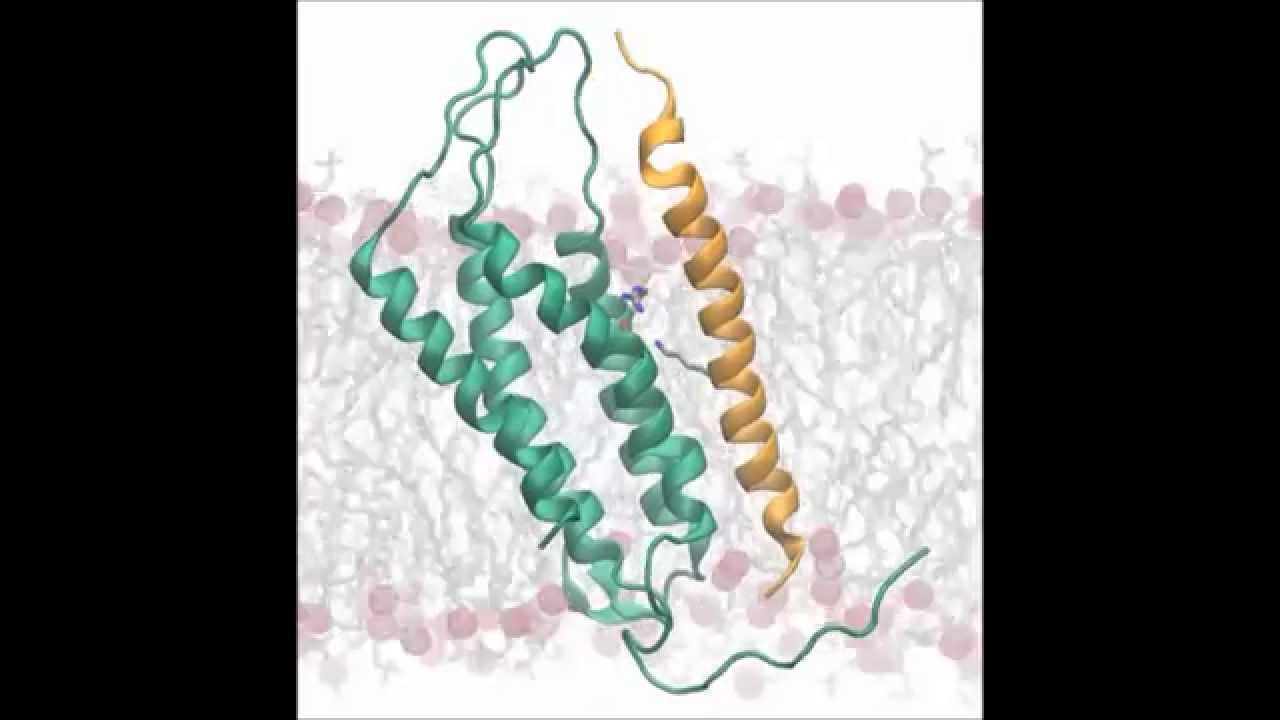 Assembly of the MHC I peptide-loading complex determined by a conserved ionic lock-switch - YouTube