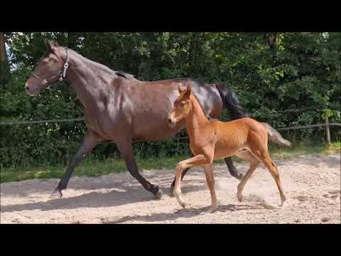 "Vivaldo" Hengst von Vivaldos x Stedinger (EliteSt.)