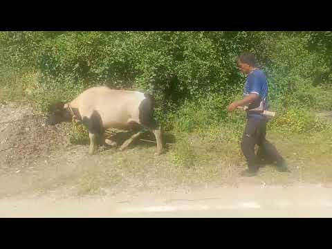 largest cattle species wild mithun animals caught activties