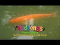 Kidsongs Kidsongs Fishin Blues From The 50 Greatest Animal Songs