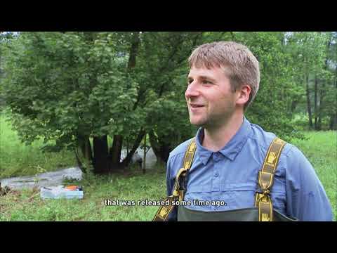 Zucht der stark gefährdeten Flussperlmuschel im Vogtland