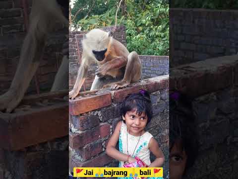 ????Jai bajrang ???? bali_????_????.video #trending #monkey