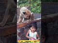Jai Bajrang Bali Video Trending Monkey