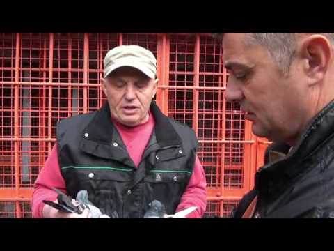 Prvaci Pančeva za 2016.