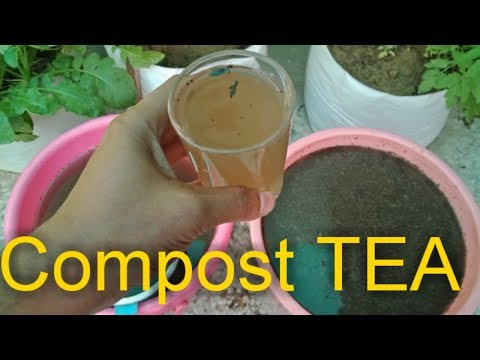 How to make Compost Tea Organic fertilizer from Cow Dung at home Video