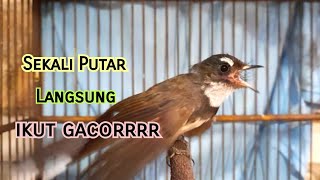 Download lagu Sikatan Kipas GACOR Ngotot Cocok Untuk Masteran/Pancingan Burung Anda mp3