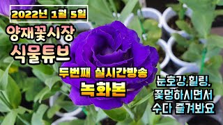 2022년 1월 5일 수요일 두번째 예쁜식물보면서 수다떨어봐요 #양재꽃시장 #식물튜브