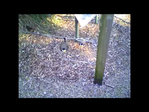 891 ABC Adelaide - Masked Lapwings swooping to protect their nest