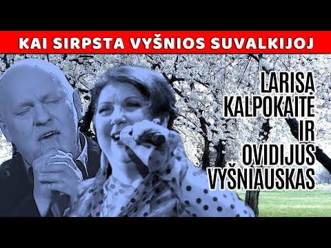 Ovidijus ir Larisa - Kai Sirpsta Vyšnios Suvalkijoj (Official Lyric Video). Lietuviškos Dainos