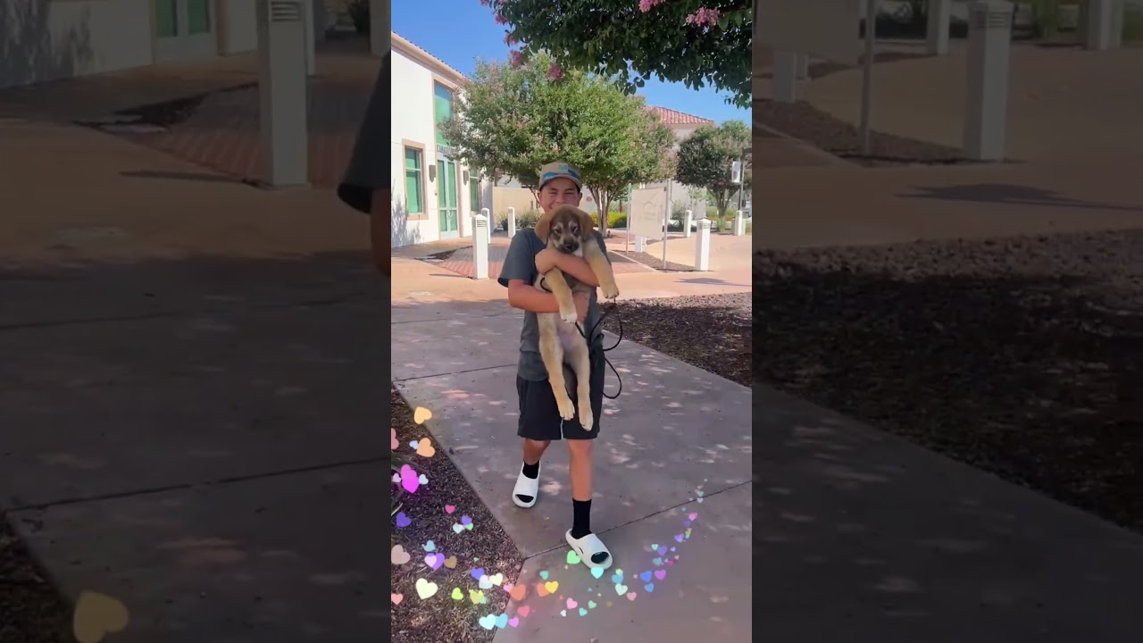 Liberty, an adopted mixed breed in Murrieta, CA video 4/4