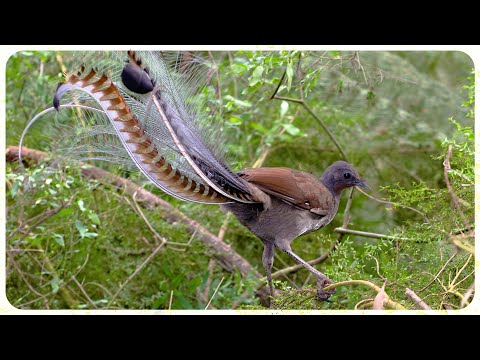 The Australian Lyrebird Imitating Other Birds