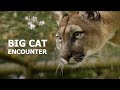 Big Cat Encounters! - The Big Cat Sanctuary