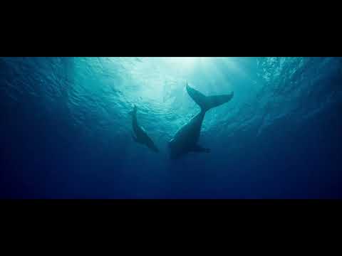 Thumbnail of the video: Whale Nation (2023) - Trailer HD