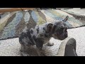 French Bulldog dogs for sale: Diesel - Video 1