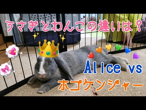 ウサギとウサギの違い