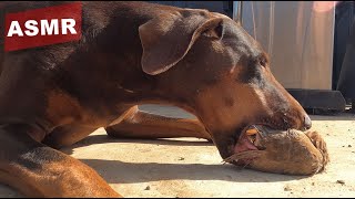 Download lagu Doberman Eating Whole Prey Model Raw Diet ASMR mp3 Download lagu Doberman Eating Whole Prey Model Raw Diet ASMR mp3