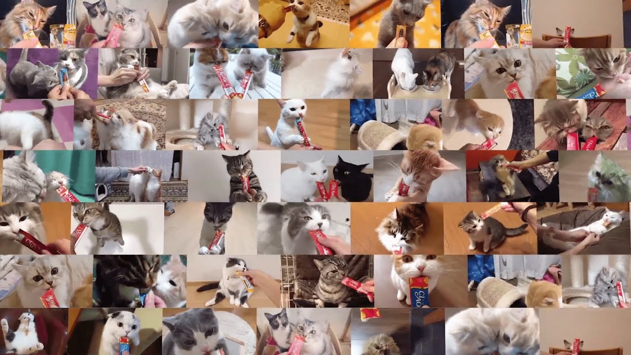 【CIAOちゅ〜るMV】「ちゅ〜るしよ！」【第1弾】（いなば食品グループ）