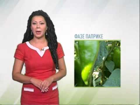 Zelena prognoza 28.7.2014. - Praćenje druge generacije kukuruznog plamenca