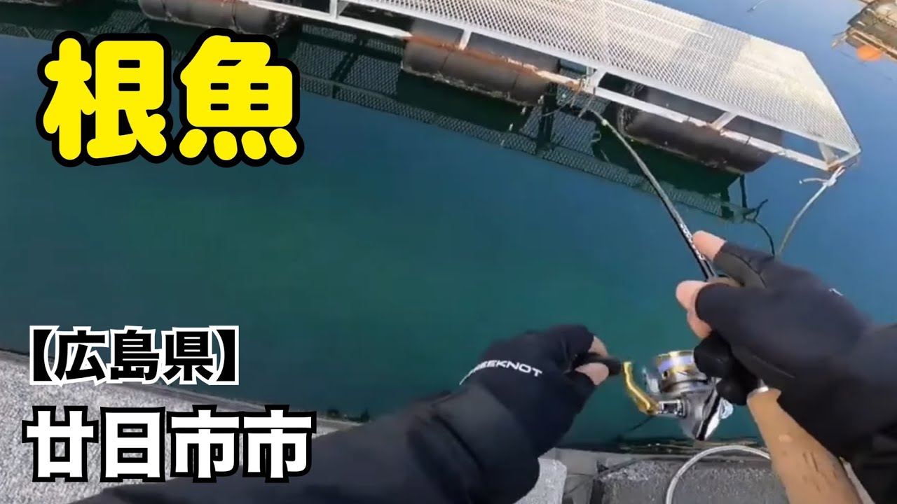 【広島釣り】ジャッカルのエッグキャストを使って2月の根魚調査🎣