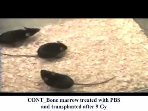 ONE MARROW TRANSPLAN IN 9 Gy IRRADIATED MICE logo