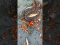 Yummy Amazing Colour Fish In The Lake Fishing Tools Item Skills Shorts Fishing