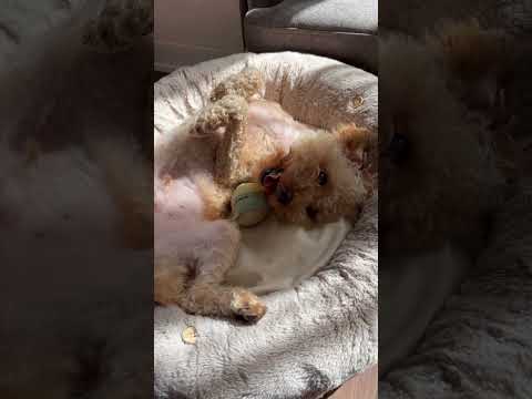 経営学科 眠すぎるトイプードル12ヶ月 #toypoodle #トイプードル