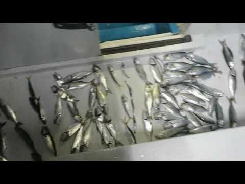 Yücel Kaptan ile Boğazda Çinekop show devam ediyor 12 Ekim Salı akşam 6 Kişilik Çinekop avımız Resim