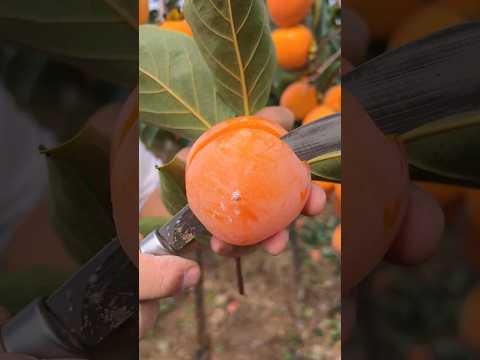 Sweet persimmon #shorts #shortvideo #fruit