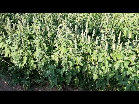 Чіа квітує на Черкащині 21.07.2025