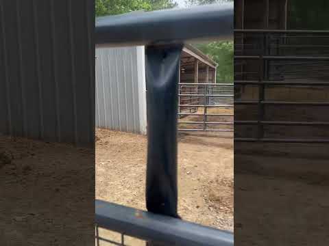 Alpaca & donkey race #pettingzoo