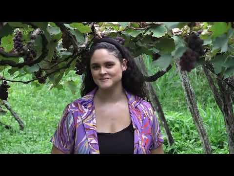 São Vicente Ferrer: Celeiro das uvas