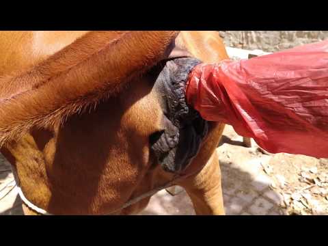how to breed your cow with artificial insemination (Pure sahiwal cow breeding) Kamboh village cows