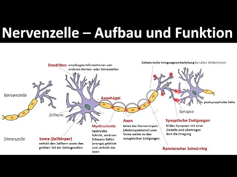 Nervenzelle / Neuron (Oberstufe)