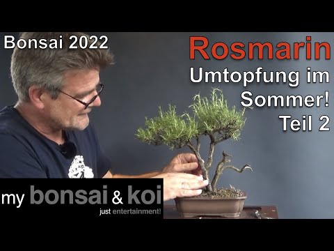 Bonsai 2022-46 - Rosemary - Savia rosmarinus - Repotting in summer - Part 2
