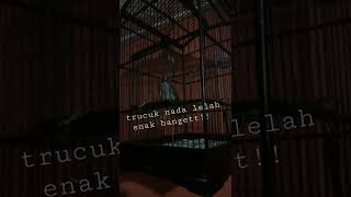 Download lagu SUARA TRUCUKAN ROPEL NADA LELAH #trucukgacor #shorts #trucukan #trending mp3 Download lagu SUARA TRUCUKAN ROPEL NADA LELAH #trucukgacor #shorts #trucukan #trending mp3