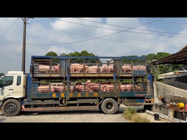 Taiwan lifts ASF ban on pig sales