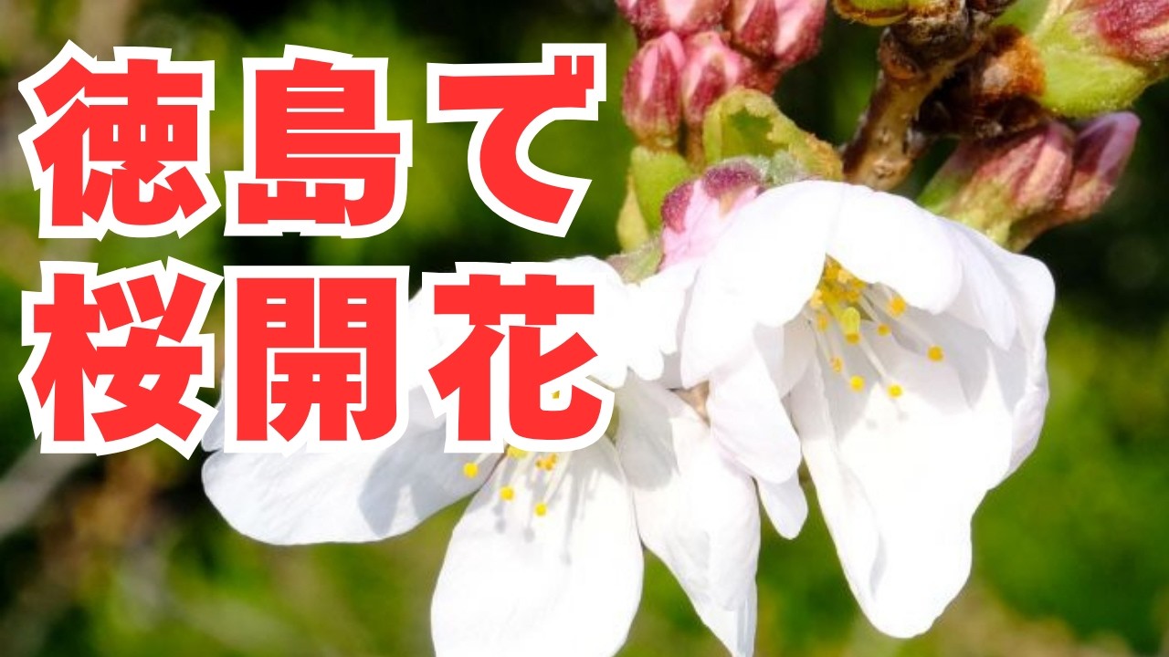 徳島で桜開花　徳島地方気象台が発表