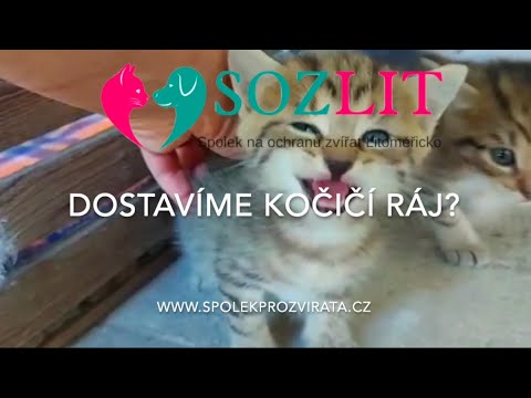 Kočičí park - Útulek SOZLit, část 1. střecha a oplocení