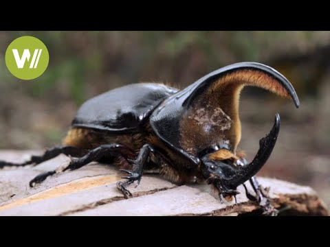 Beetles - A lucrative business