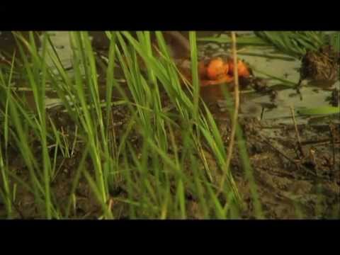 Subsistence Farming  