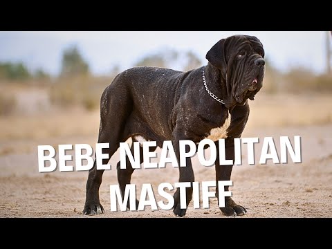 Introducing Bebe, the Incredible Neapolitan Mastiff!