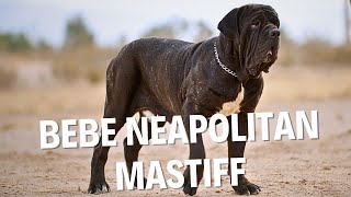 Download lagu Introducing Bebe, the Incredible Neapolitan Mastiff! mp3